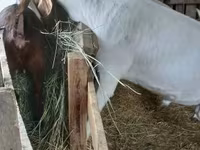Cabro, Boer goat — foto 7
