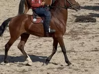 At, Akhal-Teke — foto 4