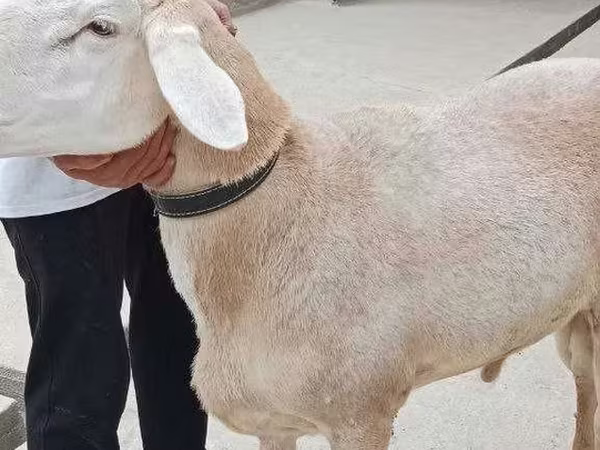 Қошқар, Aland sheep