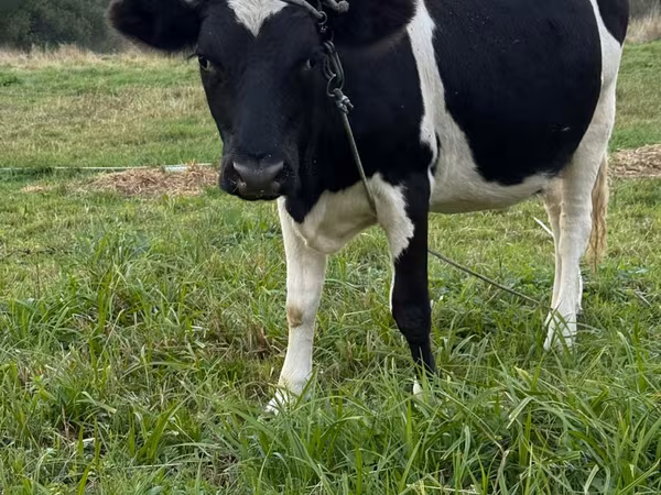 Krowa, Swiss cattle