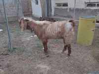 Jarac, Beetal goats — fotografija 2