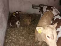 Bik, Simmental cattle — fotografija 3