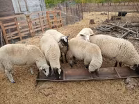 Owca, Suffolk sheep — zdjęcie 2