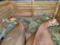 母牛, Jersey breed — 照片 1
