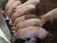 नर सूअर, सूअर — फ़ोटो 8
