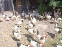ससेक्स — फ़ोटो 1
