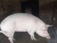 मादा सूअर, Крупная белая — फ़ोटो 1