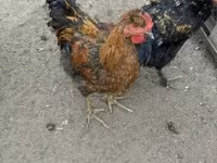 Chickens — zdjęcie 2