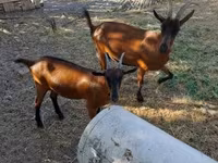 बकरी, Alpine goat — फ़ोटो 4