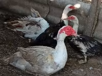 Ducks — الصورة 1