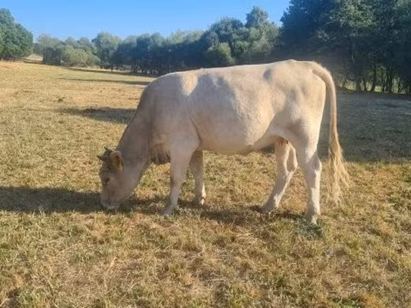 गाय, Simmental cattle