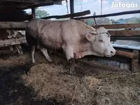 Bull, Charolais cattle — photo 3