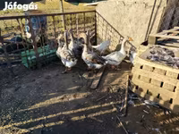 Geese — photo 3