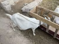 雌ヤギ, Saanen goat — 写真 3