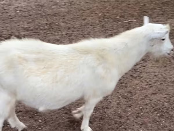 Jarac, Saanen goat