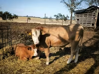 公牛, Limousin cow — 照片 3
