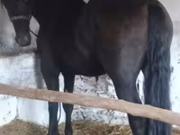 Pastuv, Friesian — fotografija 1