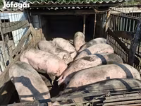 Pigs (batch, sex not specified), Крупная белая — photo 1