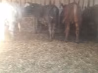Toro, Ganado vacuno — foto 1