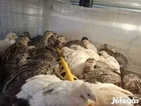 Quails — fotografija 3