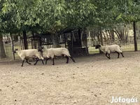 Widder, Blackheaded Persian sheep — Foto 1