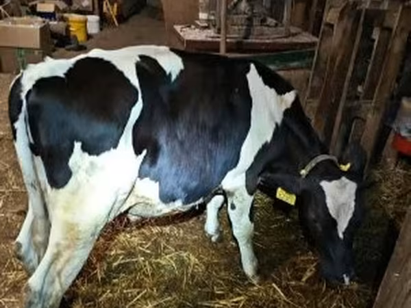 公牛, Holstein breed