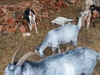 Ziege, Nubian Goat — Foto 4