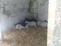 公猪 — 照片 3