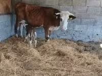 Bik, Simmental cattle — fotografija 2