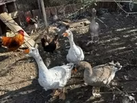 Geese — Foto 2