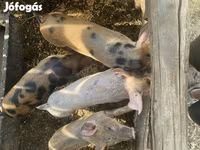 Pigs (batch, sex not specified), Дюрок — photo 3