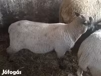 Oveja, Ovejas — foto 1
