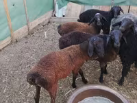Qoç, Arabi sheep — foto 5