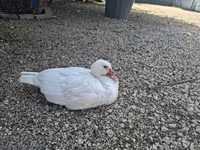 Ducks — zdjęcie 3