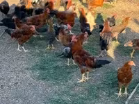 Chickens — foto 4