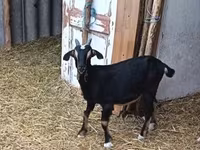 公山羊, Alpine goat — 照片 1