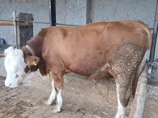 Бұқа, Simmental cattle