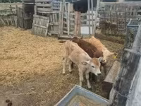 Toro, Raza gris húngara — foto 2