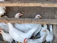 Chickens — Foto 2