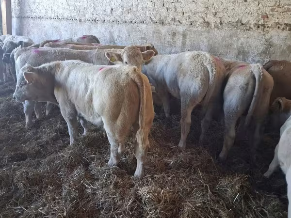 Byk, Charolais cattle