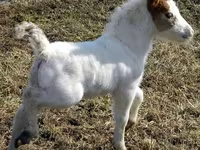 Kobila, Miniature horse — fotografija 7