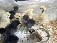 Chickens — zdjęcie 5