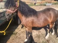 公马, Horses — 照片 1