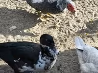 Ducks — फ़ोटो 6