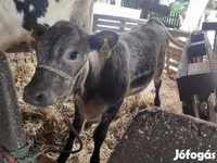 Bulle, Simmental cattle — Foto 4