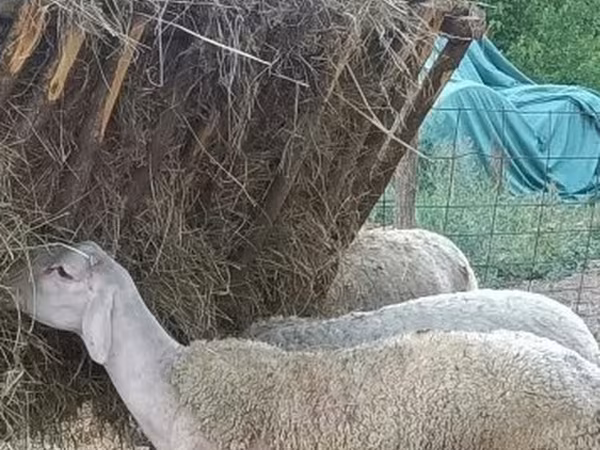 Bélier, Moutons — Hongrie