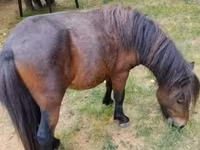 Aygʻir, Shetland Pony — 1-rasm