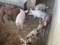 Pigs (batch, sex not specified), Топигс Норсвин — photo 4