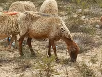 Brebis, Moutons — photo 3