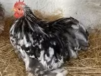 Pekinška bantam — fotografija 1
